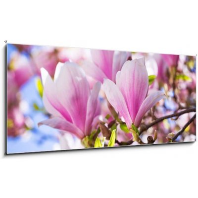 Obraz 1D panorama - 120 x 50 cm - Beautiful blossoming magnolia tree in the spring time Krásný kvetoucí magnolia v jarním období – Zboží Mobilmania