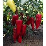 Paprika Sakura - Capsicum annuum - semena papriky - 30 ks – HobbyKompas.cz