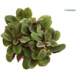 Lobelia cardinalis Mini – Hledejceny.cz