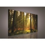 Obraz na plátně les s východem slunce 204O1, 100 x 75 cm, IMPOL TRADE