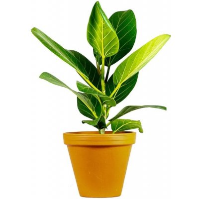 Gardners Ficus benghalensis Audrey, průměr 14 cm Fíkovník bengálský – Hledejceny.cz