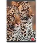 Pigna Školní sešit Animal A5 linkovaný – Hledejceny.cz