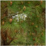 Borovice těžká - Pinus ponderosa - osivo borovice - 6 ks – Hledejceny.cz