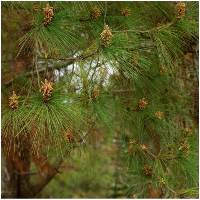 Borovice těžká - Pinus ponderosa - osivo borovice - 6 ks – Hledejceny.cz