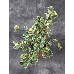 Ficus triangularis Sweet 14 cm – Zboží Dáma