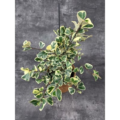 Ficus triangularis Sweet 14 cm – Zboží Dáma