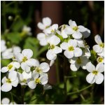 Huseník alpský bílý Arabis alpina semena huseníku 200 ks – Hledejceny.cz