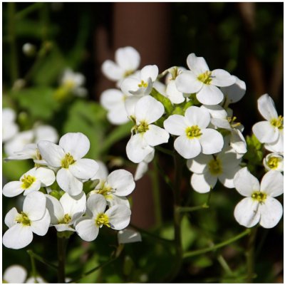 Huseník alpský bílý Arabis alpina semena huseníku 200 ks – Hledejceny.cz