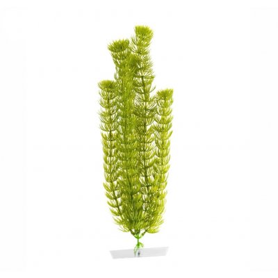 JK rostlina Anacharis 25-28 cm – Zboží Mobilmania