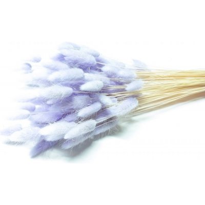 Sušený lagurus (králičí ocásek) lila – Zboží Mobilmania