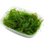 Vesicularia ferriei - Weeping Moss – Zboží Dáma