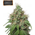 Seedstockers Amnesia semena neobsahují THC 3 ks – Hledejceny.cz