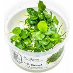 Anubias barteri mini coin – Zboží Dáma