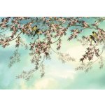 Komar 8-519 Sunday Fototapeta Břízy National Geographic rozměry 368x254 cm – Zboží Dáma