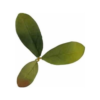 Novritsch Leaf Camo 3D listy LC2, 40 ks Emerald – Zboží Dáma