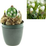 Bledule jarní květináč 12cm – Zboží Mobilmania