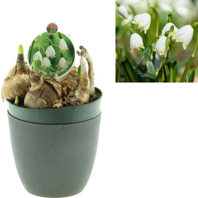 Bledule jarní květináč 12cm – Zboží Mobilmania