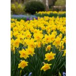 Narcis 'Lowen' 5 ks – Zboží Dáma