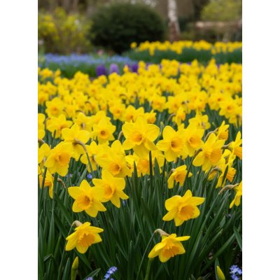 Narcis 'Lowen' 5 ks – Zboží Dáma