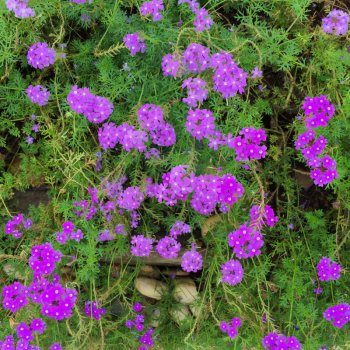 Verbena - Sporýš lékařský - rostlina Verbena officinalis - prodej semen - 0,5 gr