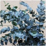 Eukalyptus gunni - Eucalyptus gunnii - osivo eukalyptu - 10 ks – Hledejceny.cz