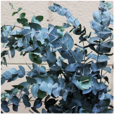 Eukalyptus gunni - Eucalyptus gunnii - osivo eukalyptu - 10 ks – Hledejceny.cz