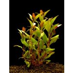 Alternanthera reineckii - Plevuňka reinekova – Sleviste.cz