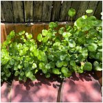 Gotu Kola - Centella asiatica - semena - 4 ks – Sleviste.cz