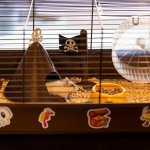 Ferplast Criceti 9 Pirate Klec pro křečky White 46 x 29,5 x 23 cm – Hledejceny.cz