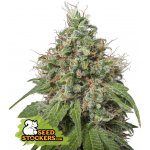 Seedstockers Amnesia semena neobsahují THC 3 ks – Hledejceny.cz