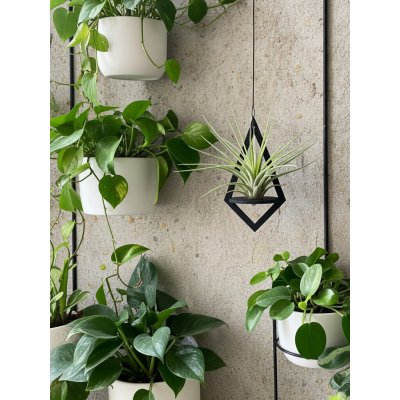 WoodenBotanery Závěsný držák na tilandsii Diamond eben – Hledejceny.cz