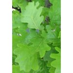 Quercus robur 'Fastigiata Koster' Prodejní velikost: 175/200, Velikost hrnku: 7,5 l – Zboží Dáma