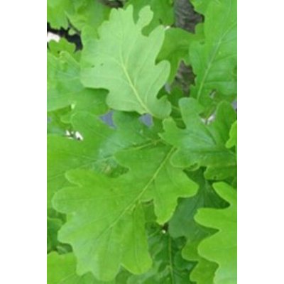 Quercus robur 'Fastigiata Koster' Prodejní velikost: 175/200, Velikost hrnku: 7,5 l – Zboží Dáma