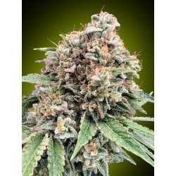 00 Seeds Sweet Critical 2.0 semena neobsahují THC 3 ks