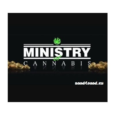 Ministry of Cannabis Big Bud XXL semena neobsahují THC 10+2 ks – Zboží Mobilmania