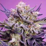 Sweet Seeds Pink Guava F1 Fast Version semena neobsahují THC 5 ks – Hledejceny.cz