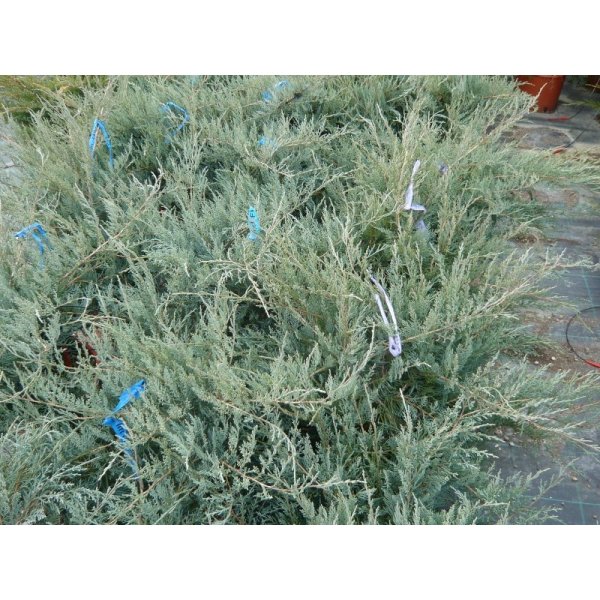 Květina Jalovec virginský 'Grey Owl' - Juniperus virginiana Grey Owl