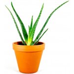 Gardners Aloe Vera, průměr 6 cm Aloe pravá – Hledejceny.cz