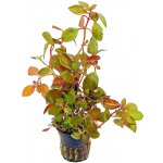 Ludwigia repens - Zakucelka plazivá – Zbozi.Blesk.cz