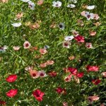 Len setý směs barev - Linum grandiflorum - semena lnu - 180 ks – Sleviste.cz