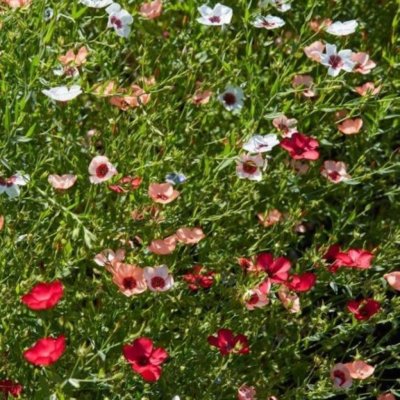 Len setý směs barev - Linum grandiflorum - semena lnu - 180 ks – Sleviste.cz