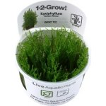 Taxiphyllum alternans - Taiwan moss – Zboží Dáma