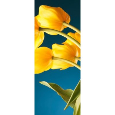 WEBLUX 51753452 Samolepka na lednici fólie back of a gorgeous bouquet of yellow tulips zadní nádherné kytice žlutých tulipánů rozměry 80 x 200 cm