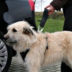 Trixie Vodítko k bezpečnostnímu postroji PROTECT PLUS – Hledejceny.cz