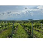 Adoptujte si svůj vinohrad – Hledejceny.cz