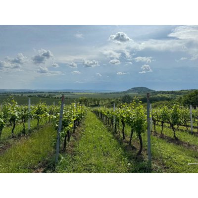 Adoptujte si svůj vinohrad – Hledejceny.cz