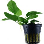 Anubias barteri nana – Zboží Dáma