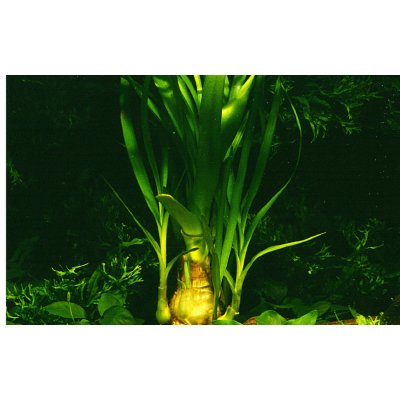 Crinum thaianum - Křín thajský – Hledejceny.cz