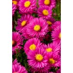 Aster dumosus JENNY - hvězdnice keříčkovitá, astra – Sleviste.cz