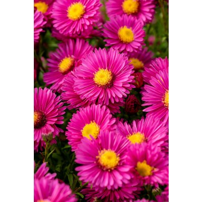 Aster dumosus JENNY - hvězdnice keříčkovitá, astra – Sleviste.cz